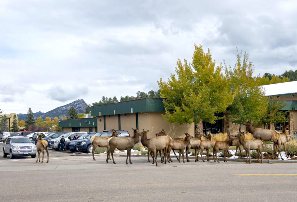 Elks Colorado