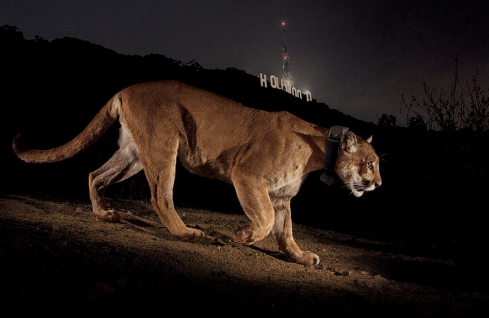 Puma Los Angeles